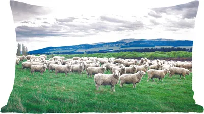 Produktbild von MuchoWow® Zierkissen Sofakissen Wohnzimmer Dekokissen 50x30 cm Schafe - Natur - Gras - Wohnzimmerdekoration - Polster mit Photo
