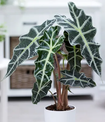 Produktbild von BALDUR Garten Alocasia Polly, 1 Pflanze, Pfeilblatt Zimmerpflanze Zimmerpflanze, Grünpflanze, mehrjährig - frostfrei halten, für Standort im Schatten geeignet, Alocasia amazonica