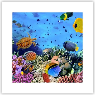 Produktbild von Poster - Poster ohne Rahmen - Korallenriff - 30x30 cm - Wand Bild - Wanddeko - Wandbilder - Kunstposter - Wandposter - Bilder - Kunstdruck - Wanddekoration - Wandbild - P2XAC30x30-3569