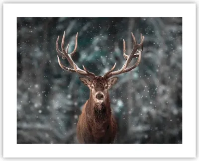 Produktbild von Poster - Poster ohne Rahmen - Hirsch Hirsch Winter - 50x40 cm - Wand Bild - Wanddeko - Wandbilder - Kunstposter - Wandposter - Bilder - Kunstdruck - Wanddekoration - Wandbild - P2XAA50x40-4998