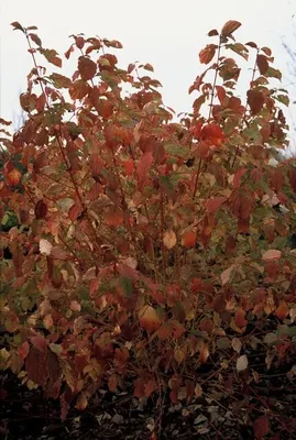 Produktbild von Roter Hartriegel Cornus sang. 'Anny's Winter Orange' Winterharte Sträucher Ø9cm