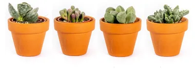 Obrázok produktu pre Gardners Lithops mix, priemer 6 cm