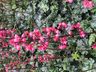 Produktbild von 6 x Heuchera hybr. 'Paris'® - Purpurglöckchen - Topf 9x9 cm