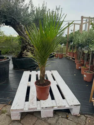 Produktbild von Spindelpalme Hyophorbe verschaffeltii 80-120 cm Mascarena-Palme Flaschenpalme exotisch Kübelpflanze Zimmerpalme