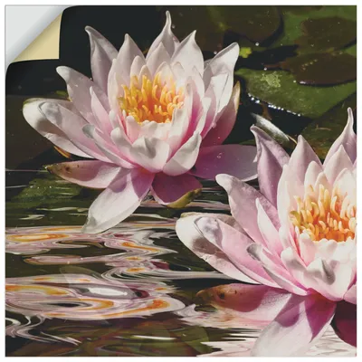 Produktbild von ARTland Wandbild, selbstklebend Wasserlilie Größe: 40x40 cm