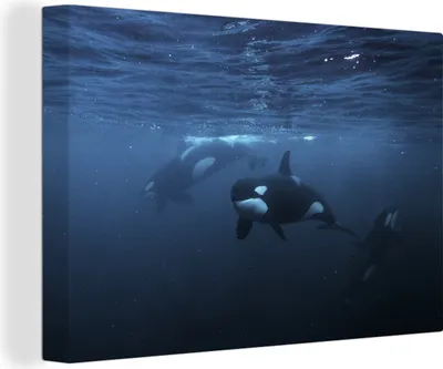 Produktbild von MuchoWow® - Leinwandbilder - Orcas unter Wasser, Wandbild, Wanddeko Bilder Wohnzimmer, 120x80 cm