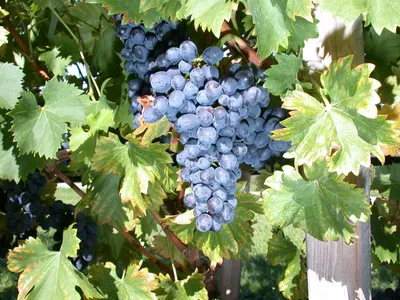 Produktbild von Vitis vinifera 'Nero', Weinrebe, 80–100 cm, dunkelblau