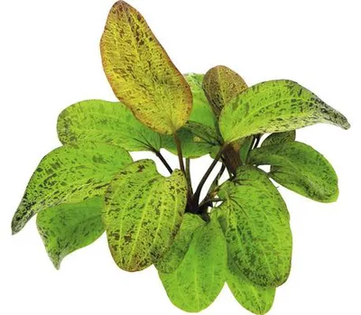 Obrázek produktu pro Vodní rostlina Echinodorus Ozelot