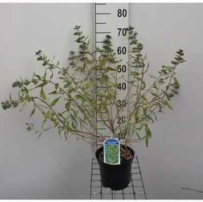 Obrázok produktu pre Caryopteris cland. 'Worcester Gold' - Bartblume 30- 40 cm Kontajner