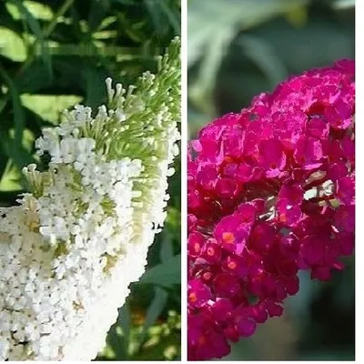 Immagine prodotto di 2 x Buddleja (lillà estivo): White Profusion (Bianco) + Royal Red (Rosso) | Perenne e resistente - Buddleia | 2 vasi da 2 litri