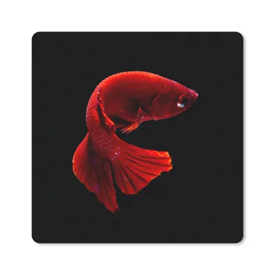 Produktbild von MuchoWow® Mauspad Mousepad Fisch - Meerestier - Schwanz - Rot 20x20 cm - Mousepads - Maus Mat - Pad - Mausunterlage - Desk Mat - Bureauartikeln