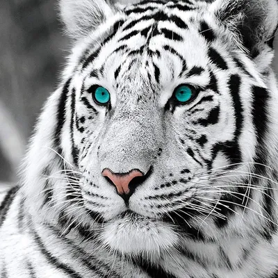 Produktbild von Diamond Painting Zubehör DIY Diamantmalerei Weißer Tiger Bohren Voll Stickerei Strass Diamant Malerei Set Wanddekoration 30x40 cm