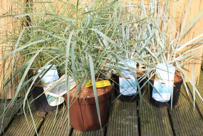 Produktbild von Amerikanischer Strandhafer Ammophila breviligulata - Blauer Strandhafer - Dünengras