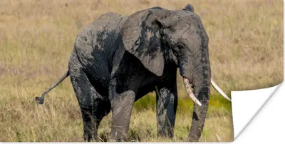 Produktbild von MuchoWow® Poster Schlammiges Elefantenbaby in der Serengeti 150x75 cm - ohne Rahmen