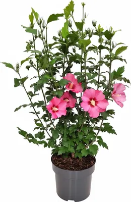 Produktbild von Hibiscus syriacus 'Woodbridge', Roseneibisch, rosa Blüten, 60–80 cm