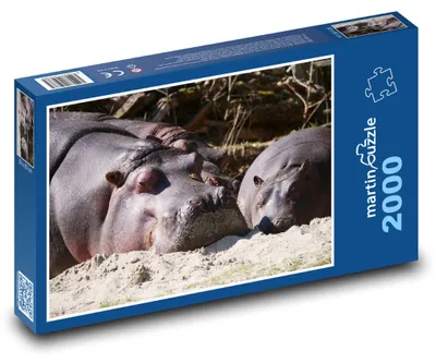 Obrázok produktu pre Puzzle 2000 Oddychujúci hroši na pláži - martinpuzzle