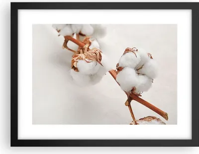 Produktbild von Gerahmtes Poster - Schwarzer Rahmen - Baumwolle Makro Zweig - 40x30 cm - Wand Bild - Wanddeko - Wandbilder - Kunstposter - Wandposter - Bilderrahmen - Bilder - Kunstdruck - P2BAA40x30-4835