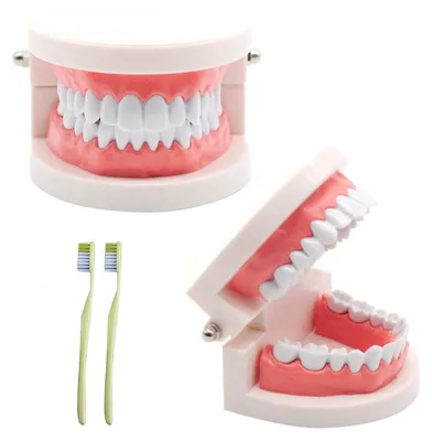Imagen del producto de 2 Piezas de modelo dental con dientes de niño y cepillos