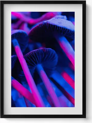 Produktbild von Magische farbige Pilze– Wandbild mit Rahmen – Gerahmtes Bild  – Wanddekoration – 50x70 cm –  Schwarz Rahmen