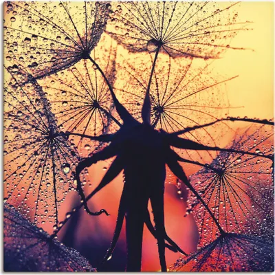 Produktbild von ARTland Leinwandbild Pusteblume im Sonnenuntergang Größe: 40x40 cm