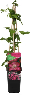 Zdjęcie produktu dla Bloomique - Clematis Ville de Lyon - Powojnik - Ciemnoróżowy - Rośliny pnące - Rośliny ogrodowe - Odporne na zimę - 50-70 cm wysokości - Doniczka 15 cm