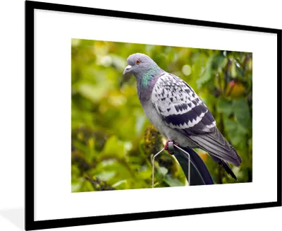 Produktbild von MuchoWow® Gerahmtes Poster Eine bunte Wildtaube zwischen den grünen Blättern 90x60 cm - Poster mit Schwarzem Bilderrahmen Wandposter Rahmen Foto Bilder - Wanddekoration - Fotos