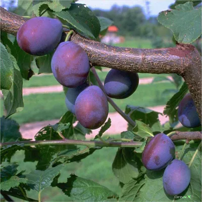 Produktbild von Hauszwetsche kleinbleibend als Zwergobst 110-140 cm 7,5 Liter Topf Wangenheims
