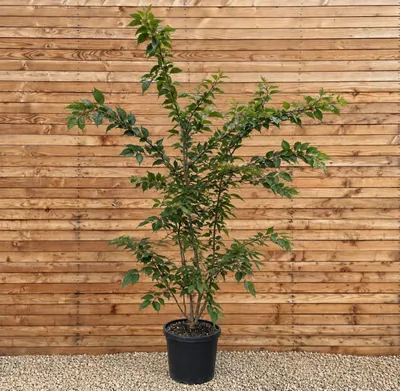 Produktbild von Zier-Kirsche 'Accolade' 200-250 cm - Prunus mehrstämmig