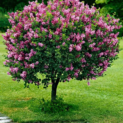 Produktbild von Bakker.com - Zwergflieder 'Palibin'™, Der topf / 3L / stamm 60cm / Lieferhöhe ca. 80cm