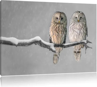 Produktbild von Zwei Eulen in Winterlandschaft B&W Detail, Format: 100x70 auf Leinwand, XXL riesige Bilder fertig gerahmt mit Keilrahmen, Kunstdruck auf Wandbild mit Rahmen, er als Gemälde oder Ölbild, kein Poster oder Plakat
