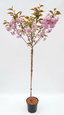 Produktbild von Prunus Kanzan, Höhe 170-180 cm, Stamm, Nelkenkirsche, Zierkirsche , Japanische Blütenbaum
