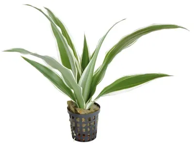 Productafbeelding van Aquafleur Dracaena Sanderiana Wit in 5 cm pot
