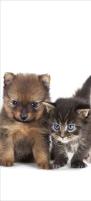 Produktbild von Türtapete Türposter Hundewelpen und Katzenjunge - Größe: 93 x 205 cm