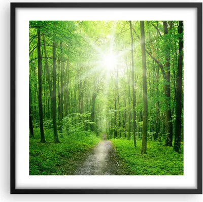 Produktbild von Gerahmtes Poster - Schwarzer Rahmen - Sonnenstrahlen Wald Sommer - 50x50 cm - Wand Bild - Wanddeko - Wandbilder - Wandposter - Bilderrahmen - Bilder - Kunstdruck - Wandbild - P2BAC50x50-2689