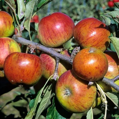 Produktbild von Zwergobst Zwergenstar® Kleinobst Balkonobst Terrassenobst versch. Sorten selbstf, Zwergobst:Zwergapfel