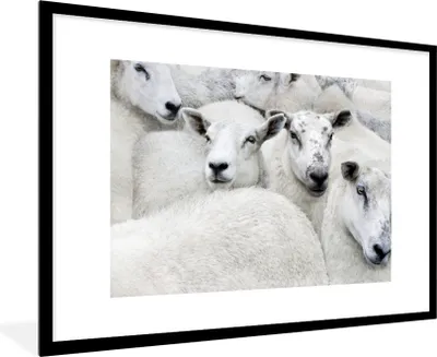 Produktbild von MuchoWow® Gerahmtes Poster Schafe - Tiere - Bauernhof 90x60 cm - Poster mit Schwarzem Bilderrahmen Wandposter Rahmen Foto Bilder - Wanddekoration - Fotos