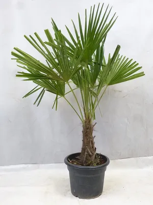 A potted palm tree against a plain background.