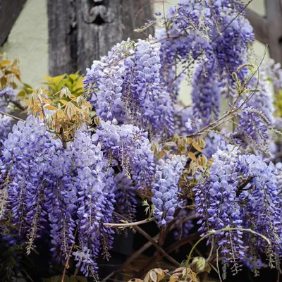 Zdjęcie produktu dla Wisteria floribunda 'Domino', glicynia japońska, wysokość 80-90 cm, doniczka 2 litry