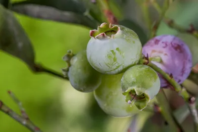 Produktbild von Vaccinium corymbosum 'Bluegold', Heidelbeere, 25–30 cm, ertragreich