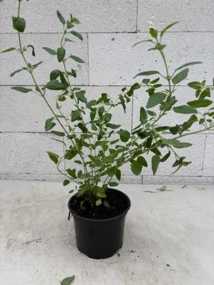 Produktbild von Johannisbeersalbei - Salvia ovrahamis - Salvia microphylla - Staude