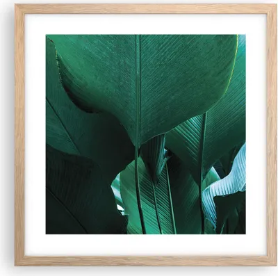 Produktbild von Gerahmtes Poster - Rahmen in heller Eiche - Blätter Palmen Banane - 40x40 cm - Wand Bild - Wanddeko - Wandbilder - Kunstposter - Wandposter - Bilderrahmen - Bilder - Kunstdruck - P2NAC40x40-4694