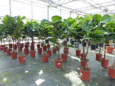 Produktbild von Ficus lyrata | Geigenfeige | Feigenbaum | 125 - 155 cm | Geigenblatt-Ficus | Feige | Stamm |