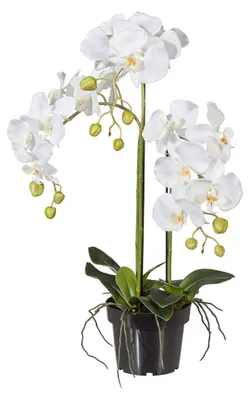 Produktbild von Kunstpflanze Phalaenopsis Höhe: 62 cm weiß