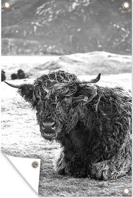 Produktbild von MuchoWow® 40x60 cm Outdoor-Poster Gartendeko Sichtschutz Garten Poster für den Garten  Schottischer Highlander - Berg - Tiere