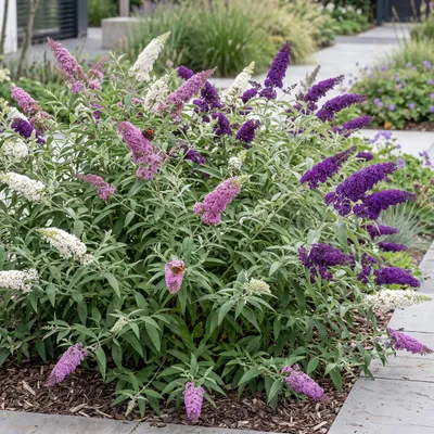 Produktbild von Green boutiQ - Gartenpflanze - Buddleja davidii Tricolour - Schmetterlingsstrauch - Winterhart - Blau - Rosa - Weiß - 3 Pflanzen - Topf 17cm - Höhe 45cm