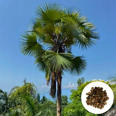 Obrázek produktu pro Semena palmy - balení 3 ks - Mrazuvzdorná - Trachycarpus Latisectus - Trachykarpus širokolistý