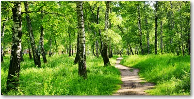 Produktbild von Tulup® Glas-Bild - 100x50 -Wandkunst - Wandbild hinter gehärtetem Sicherheitsglas  - Landschaften - Birkenwald - Grün