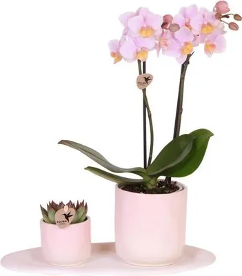 Immagine prodotto di Orchidea rosa Phalaenopsis Andorra e pianta succulenta in vaso di VetroVetroceramica