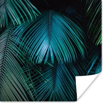 Produktbild von MuchoWow® Poster Palmen - Dschungel - Blätter 50x50 cm - Wohnzimmerdekoration