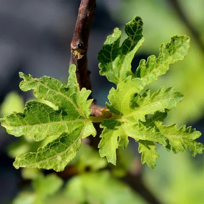 Obrázok produktu pre Ficus carica 'Icecrystal', figovník, 2-litrový kvetináč